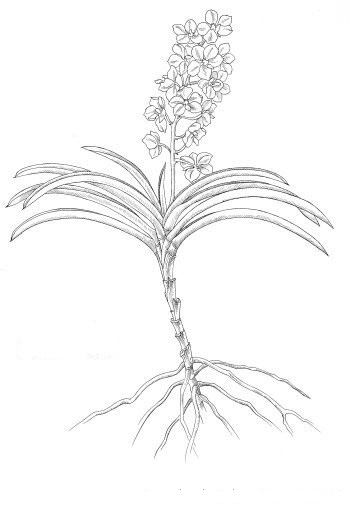 orquideas.eco.br - orquidea monopodial
