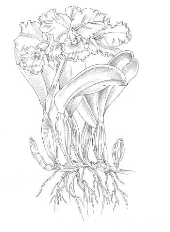 orquideas.eco.br - orquidea simpodial
