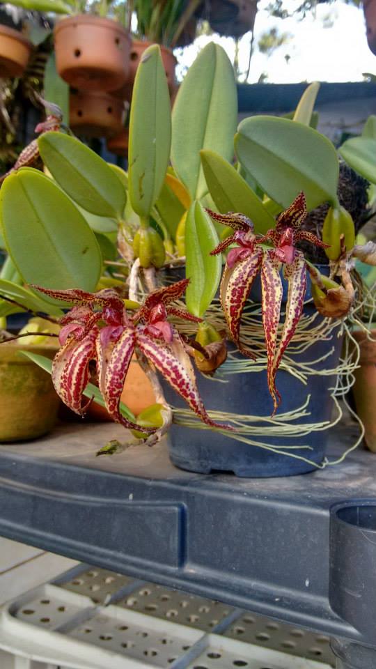 orquideas-eco-br-bulbophyllum-emily-siegerist