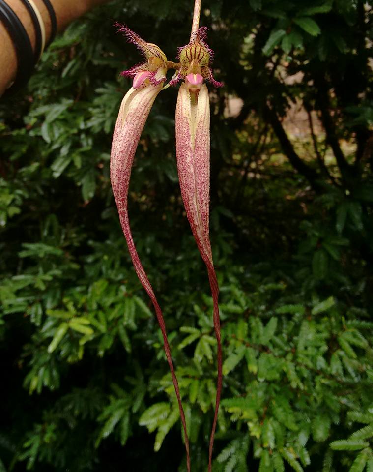 orquideas-eco-br-bulbophyllum-fascination