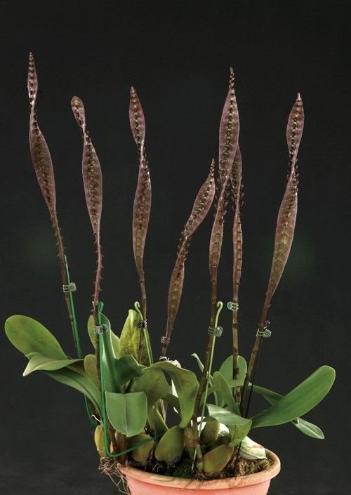 orquideas-eco-br-bulbophyllum-purpureorachis