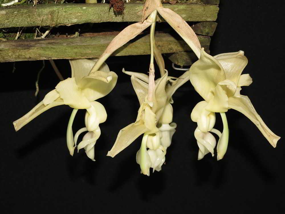 1091 - Stanhopea lietzei var. straminea (33)