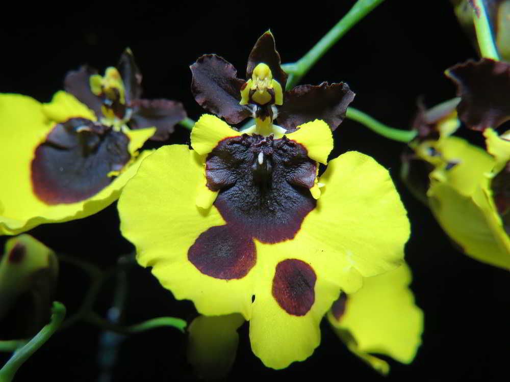 Oncidium varicosum var. Baldin - orquideas.eco.br