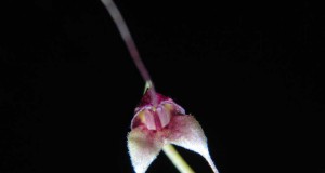 1350 - Masdevallia nidifica