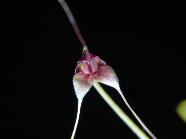 1350 - Masdevallia nidifica