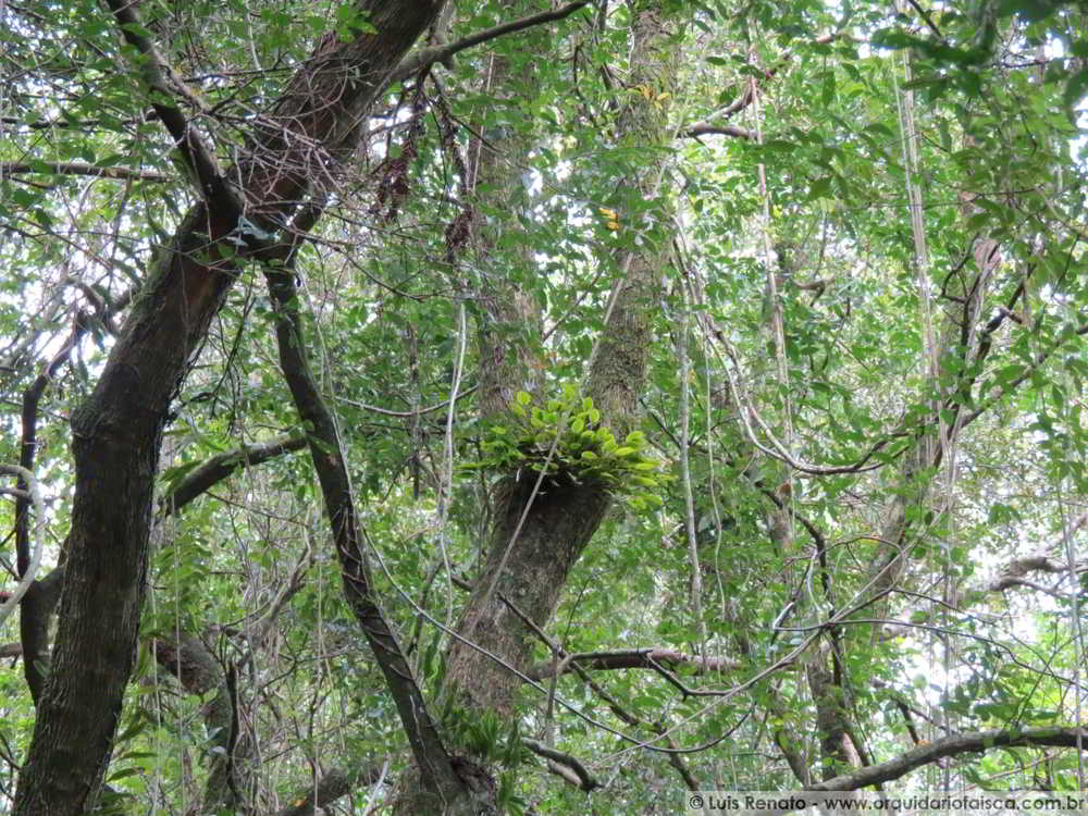 Orquídeas do mato - as consequências da coleta ilegal