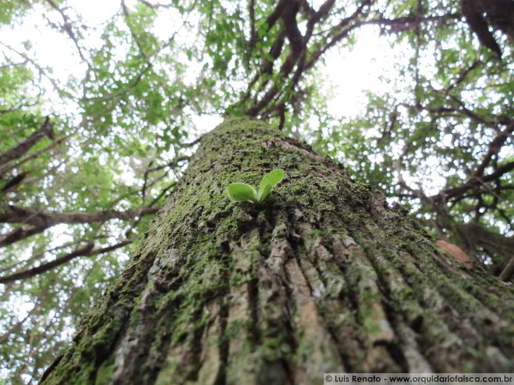 Orquídeas do mato: o seu habitat natural - orquideas.eco.br