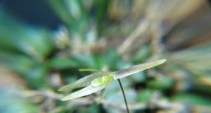 1034 – Barbosella dusenii