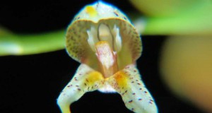 1312 – Masdevallia pachyura