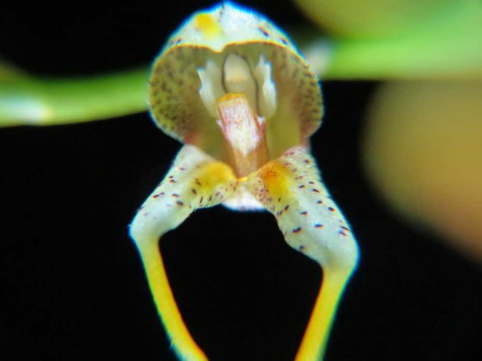 1312 – Masdevallia pachyura