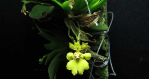 1379 - Oncidium pusillum