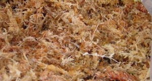 Substratos para orquídeas - Sphagnum, esfagno, musgo