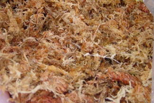 Substratos para orquídeas - Sphagnum, esfagno, musgo