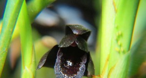 1001 - Brasiliorchis schunkeana