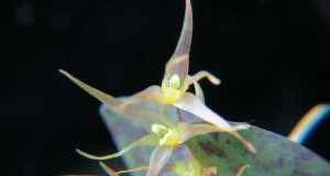 1220 – Specklinia heterophylla