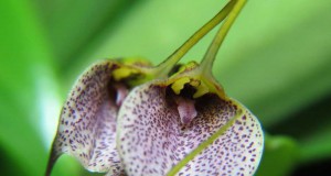 1319 – Masdevallia floribunda