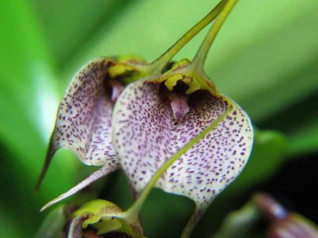 1319 – Masdevallia floribunda