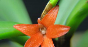 1351 - Ceratostylis rubra