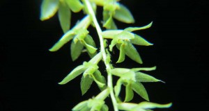 1009 – Dendrochilum uncatum