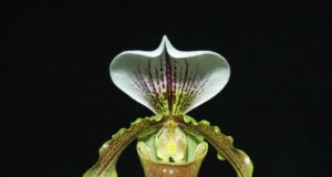 1025 - Paphiopedilum Leeanum