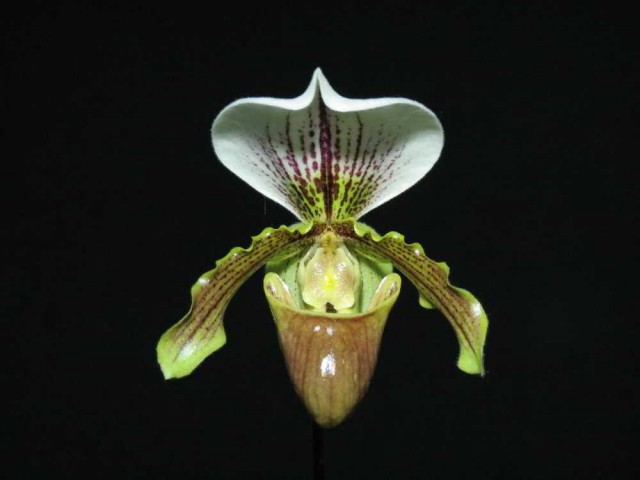 1025 - Paphiopedilum Leeanum