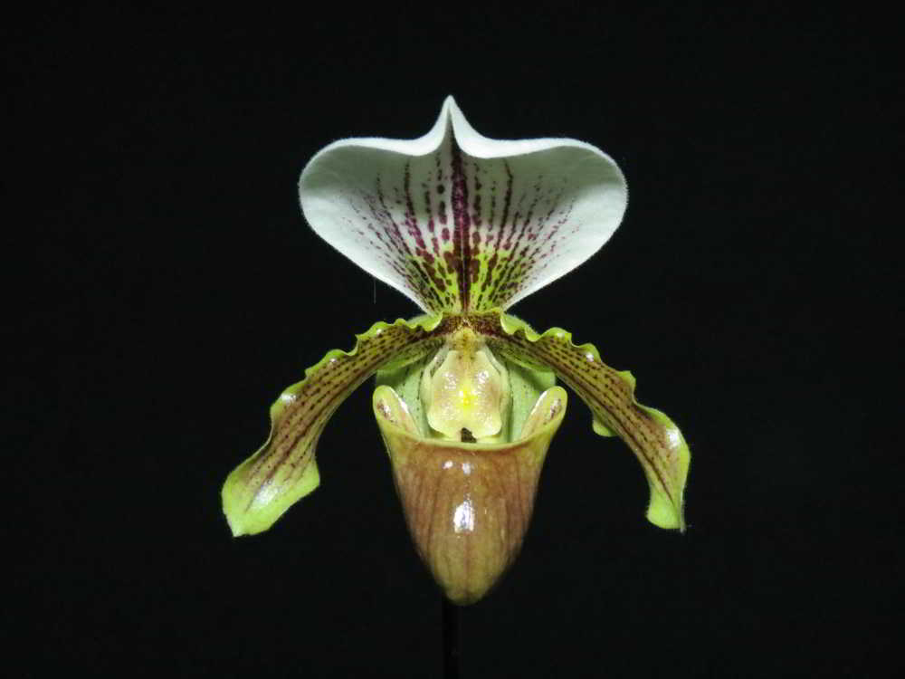 Paphiopedilum Leeanum - orquideas.eco.br