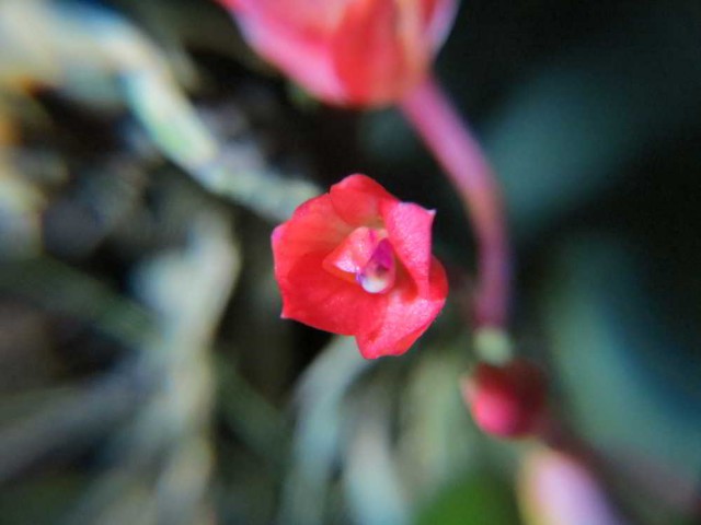 A paixão pelas orquídeas