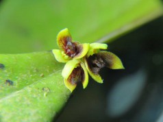 1152 – Acianthera aphthosa