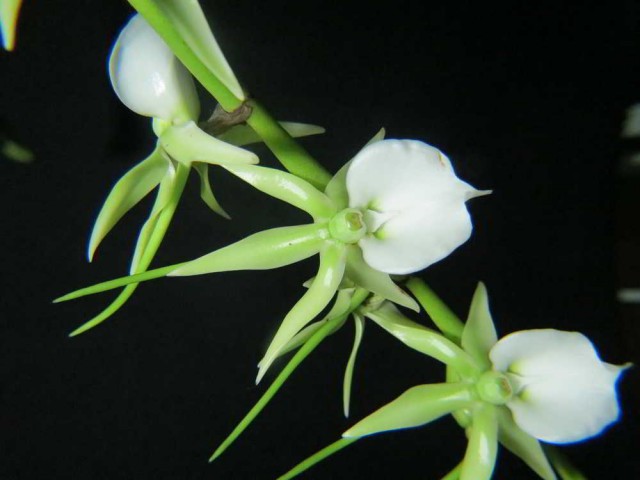 1404 – Angraecum eburneum