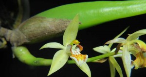1403 – Coelogyne lentiginosa