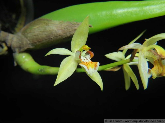 1403 – Coelogyne lentiginosa