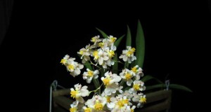 1014 – Oncidium Twinkle “Fragrance Fantasy”