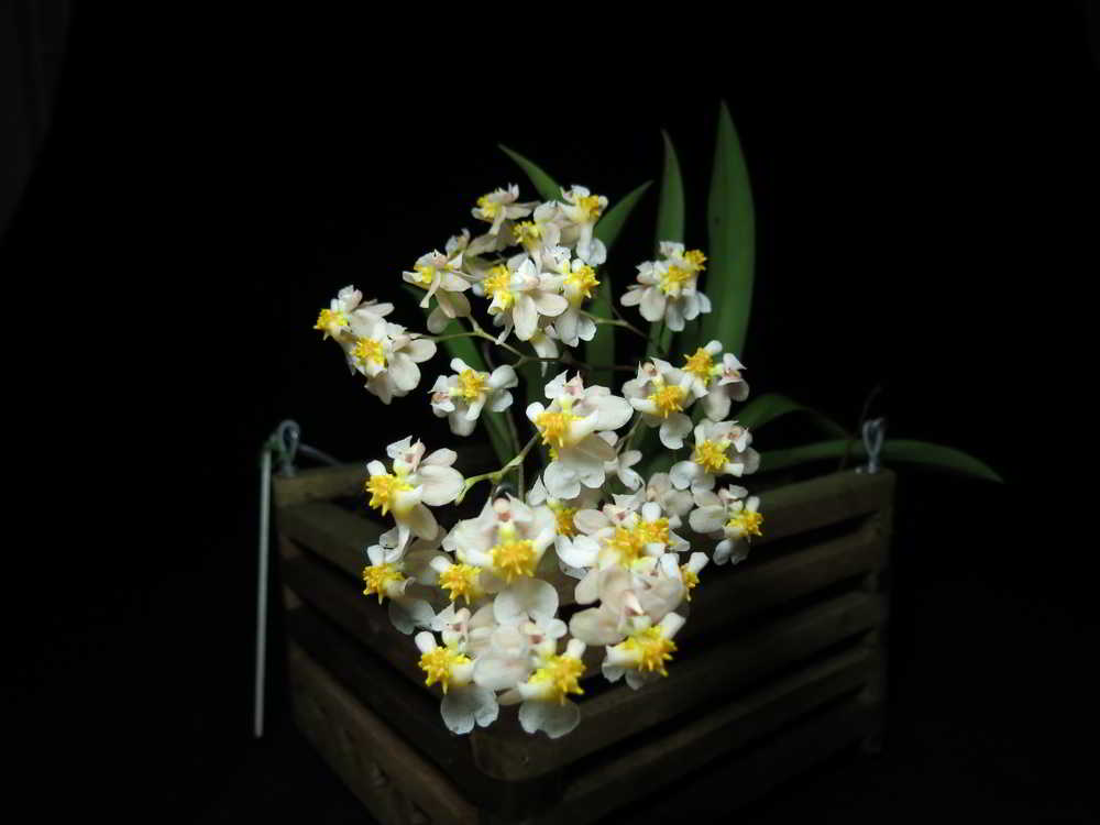 Oncidium Twinkle 