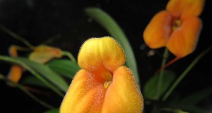 Masdevallia Angel Frost