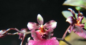 1297 – Oncidium equitante