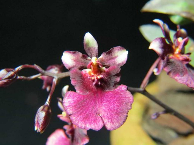 1297 – Oncidium equitante