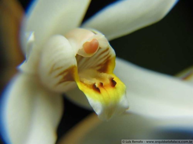 Coelogyne-graminifolia