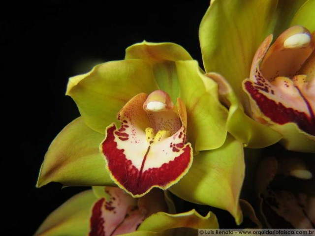 1420 – Cymbidium