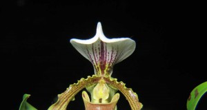 1421 - Paphiopedilum leeanum