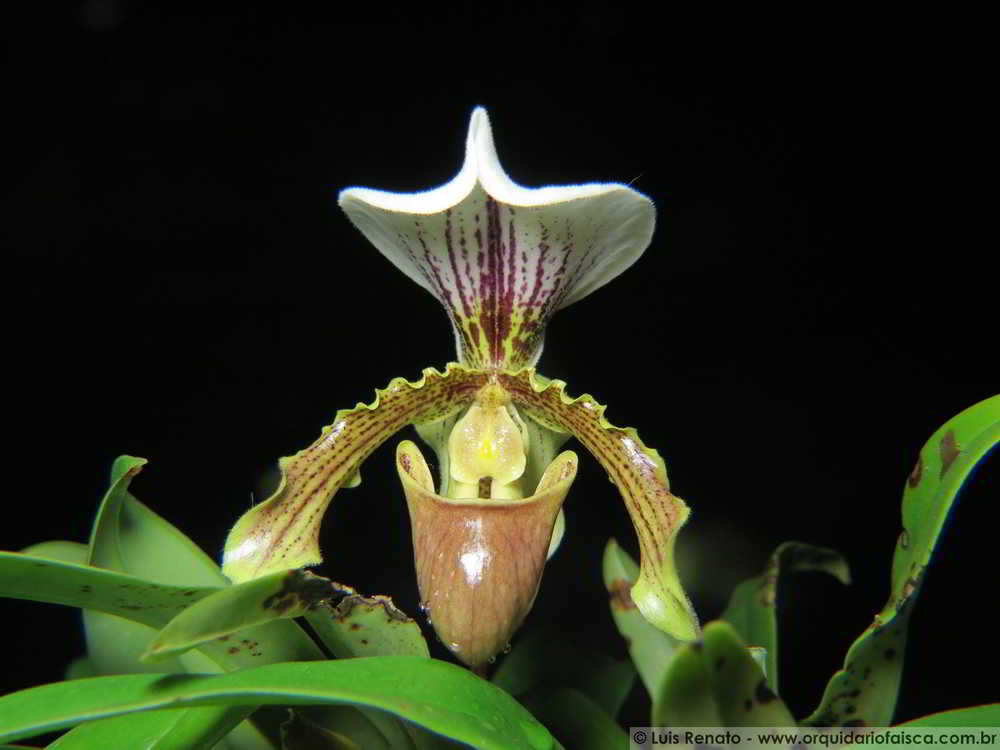 Paphiopedilum leeanum - o fruto de um resgate - orquideas.eco.br