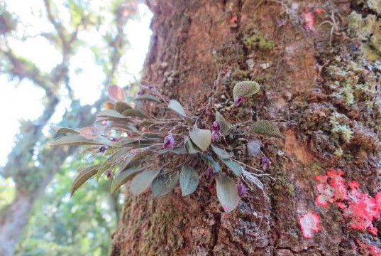 Orquídeas do mato (3) – conscientize-se