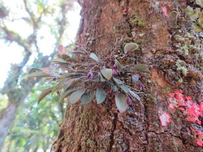 Orquídeas do mato (3) – conscientize-se