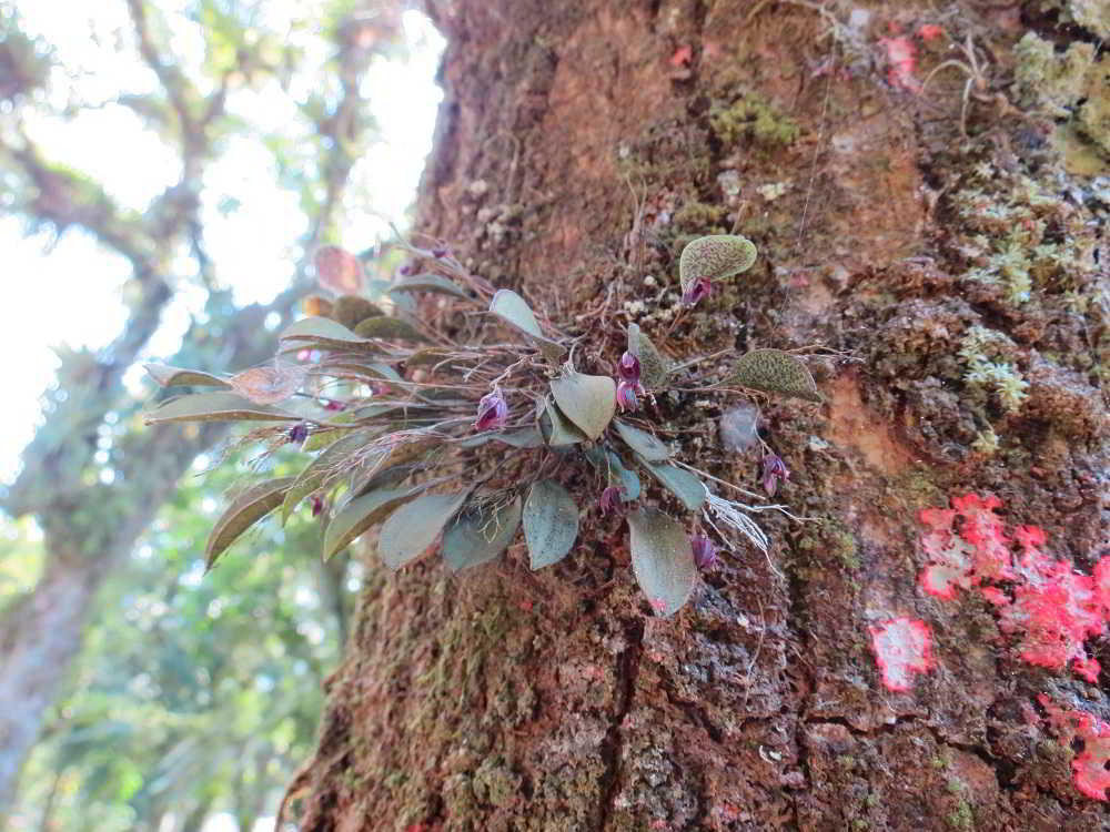 Classificação das orquídeas por habitat: as epífitas ou dendrícolas -  orquideas.eco.br