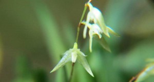 1381-Pleurothallis-montipelladensis