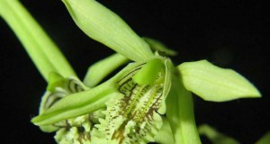 1419-Coelogyne-mayeriana
