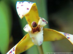1423-Maxillaria-picta