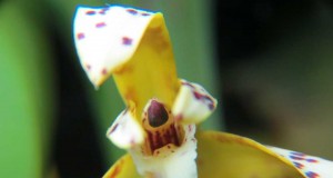 1423-Maxillaria-picta