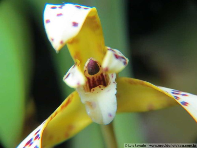 1423-Maxillaria-picta