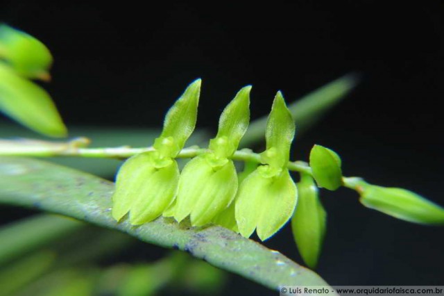 1388 – Pleurobotryum crepinianum var. alba