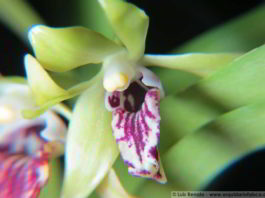1425 – Trudelia cristata